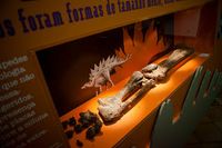 В Торреш-Ведраш открылась выставка древних окаменелостей