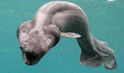 Древняя акула проплыла у берегов Португалии и попалась