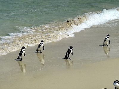 По пляжу в Алгарве гуляют пингвины