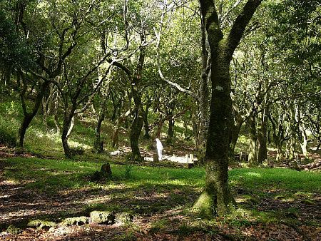 Лавровые леса острова Мадейра в Португалии