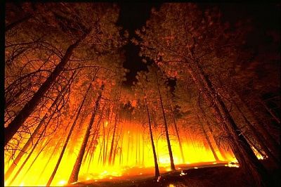 Лесных пожаров быть не должно