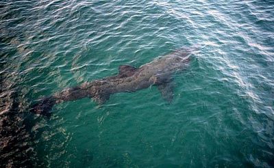 У берегов Фару заметили гигантскую акулу, но бояться нечего