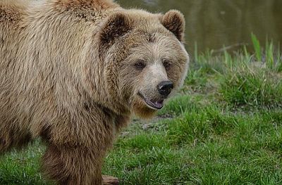 В Португалии завелся первый за 175 лет дикий медведь
